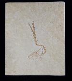 Leptolepides sprattiformis (BLAINVILLE 1818) - Bild © FossNet FossilienStore
